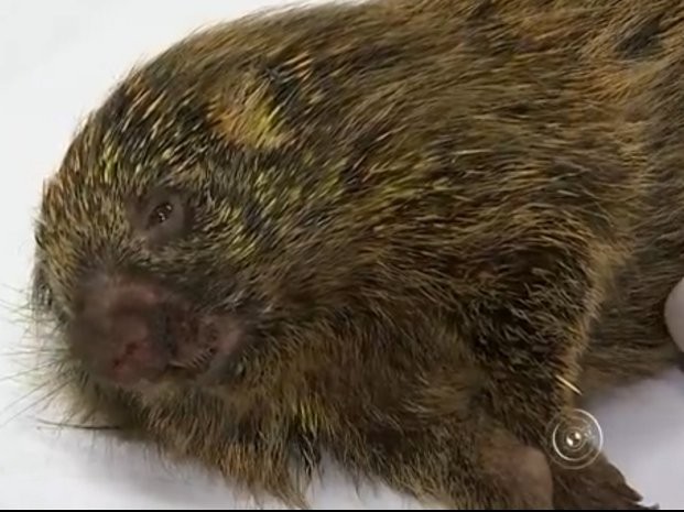 Animais atropelados em rodovia são atendidos em zoológico de Sorocaba (Foto: Reprodução/ TV TEM)