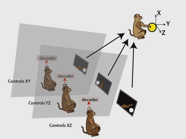 A ilustração publicada no estudo científico mostra que cada macaco tinha uma movimentação diferente a ser feita. No entanto, quando os três faziam juntos, o grupo atingia um único objetivo, que era movimentar um único ponto em um monitor (Foto: Reprodução/Scientific Report)