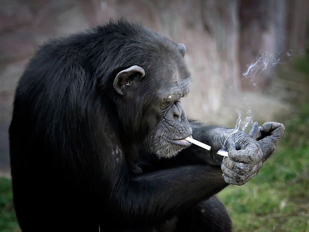 Fotos Chocantes Mostram Chimpanze Fumando Em Zoo Na Coreia Do Norte Natureza G1