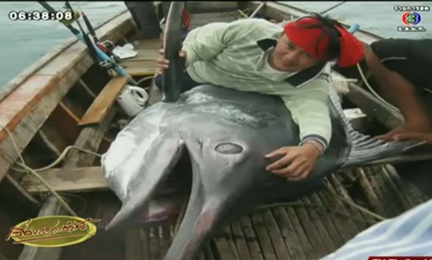 Pescadores fisgaram peixe de mais de 350 quilos na província de Ranong (Foto: Reprodução/YouTube/TvThailandHD)