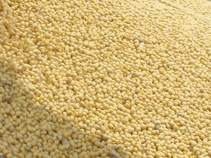 Colheita da soja em Mato Grosso do Sul (Foto: Anderson Viegas/G1 MS)