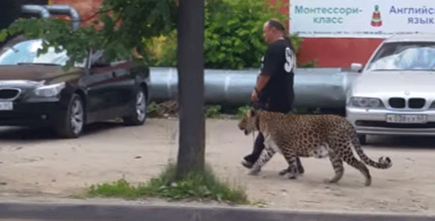 Homem é flagrado levando leopardo para passear na Rússia (Foto: Reprodução/YouTube)