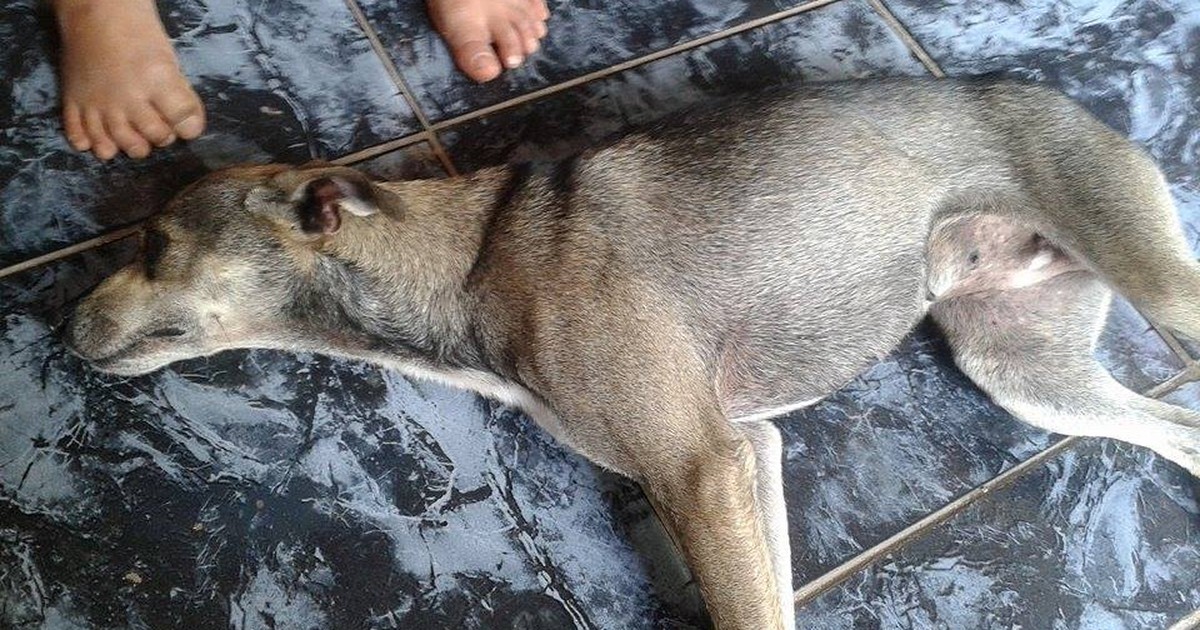 Cão enforcado por homem é salvo por 2 PMs em São João da Boa ... - Globo.com