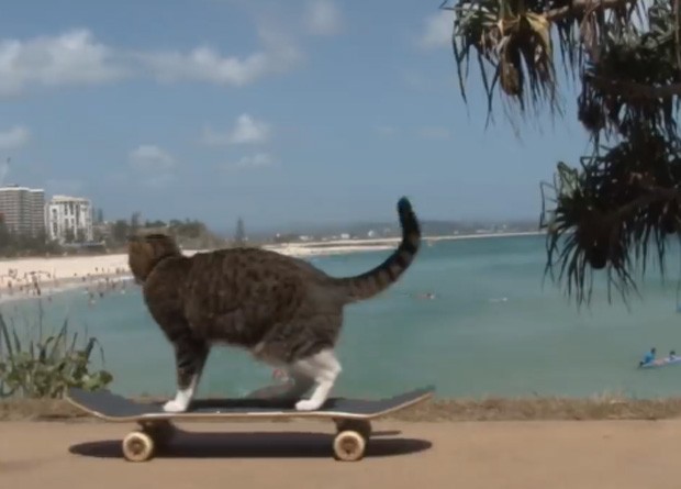 O gato 'Didga' foi filmado andando pelas ruas da Austrália com seu 'inseparável companheiro' Ollie, o skate (Foto: Reprodução/YouTube/CATMANTOO) O gato 'Didga' foi filmado andando pelas ruas da Austrália com seu 'inseparável companheiro' Ollie, o skate (Foto: Reprodução/YouTube/CATMANTOO)