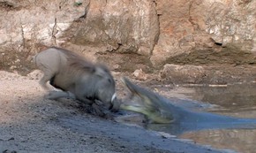 Ataque De Javali Em Minas Gerais Javali Escapa De Ataque Incrivel De Crocodilo Em Rio Em Zambia