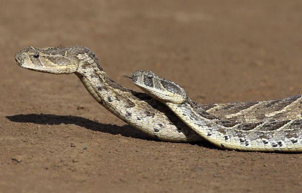 Duas  cobras venenosas foram flagradas durante o acasalamento (Foto: Goran Tomasevic/Reuters)