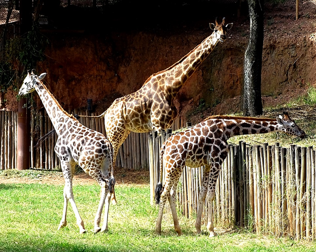 Ayana, uma girafa do sul, adotou casal Rothschild no zoológico de Itatiba (Foto: Zooparque de Itatiba/Divulgação)