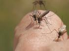 Casos de dengue em Boa Vista reduziram pela metade em 2015