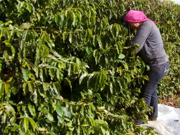 Período da colheita do café favorece casos de picadas por cobra no Sul de Minas (Foto: Reprodução EPTV)
