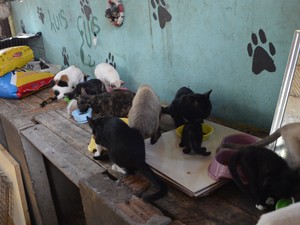 Cães e gatos foram resgatados durante incêndio em Macapá (Foto: John Pacheco/G1) Cães e gatos foram resgatados durante incêndio em Macapá (Foto: John Pacheco/G1)