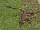 Sespa aguarda resultado de amostras de 9 macacos mortos na região 