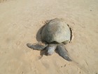 Tartaruga marinha é encontrada 
morta na orla de Porto Seguro