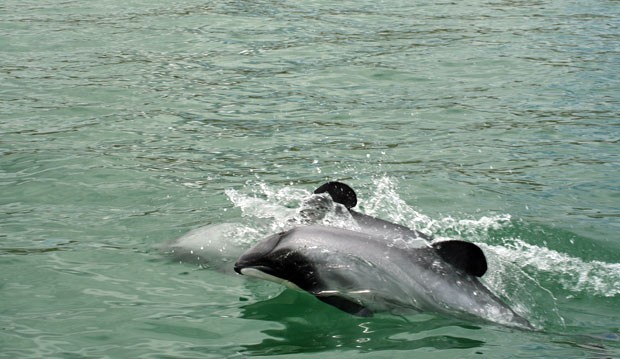 Exemplar de golfinho-de-Maui, espécie encontrada apenas em determinada região da Nova Zelândia e que está ameaçada de extinção (Foto: Departamento de Conservação/AFP)