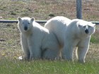 Cientistas ficam cercados por ursos polares por uma semana no Ártico