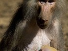 Nasce filhote de raro macaco de pelo vermelho em zoo de Israel