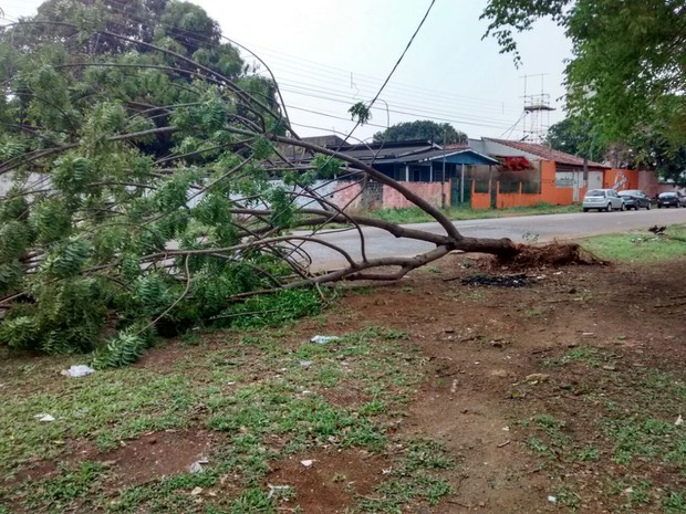 Árvores da Avenida Sete de Setembro não resistiu ao temporal (Foto: Jonatas Boni/ G1)