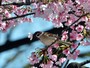Floridas apenas uma semana ao ano, cerejeiras desabrocham no Japão