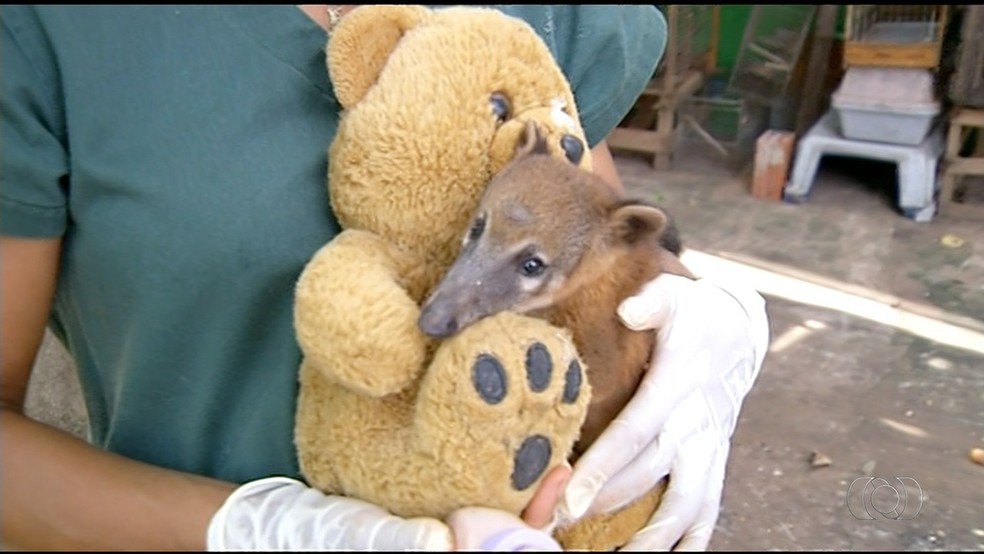 Número de animais resgatados nas estradas aumenta durante período de férias (Foto: Reprodução/TV Anhanguera)