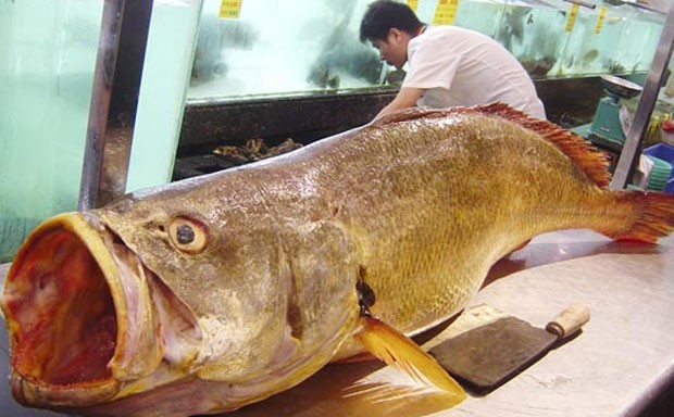 Em 2007, um restaurante chinês pagou US$ 75 mil (R$ 154 mil) por um peixe-tigre dourado de 1,75 metro de comprimento, 48 quilos e cujas escamas ‘brilhavam como ouro’ (Foto: China Daily/Reuters)