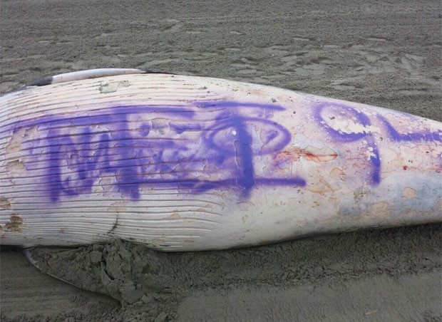 Carcaça de baleia encontrada em praia nos EUA teria sido pichada com símbolo de fraternidade universitária (Foto: Reprodução/Twitter/Buzz Keough)