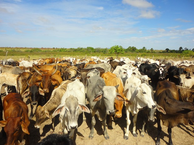 Criação de gado na Raposa Serra do Sol abrange os três municípios: Pacaraima, Normandia e Uiramutã. (Foto: Victor Mattioni)
