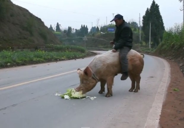 Jiang Chengyou ganhou destaque ao andar montado em porco enorme (Foto: Reprodução/YouTube/Jianqiang Zhou)