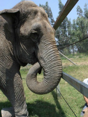 Ramba é um dos animais que deve viver no santuário. (Foto: ONG Global Sanctuary for Elephants/ Divulgação)