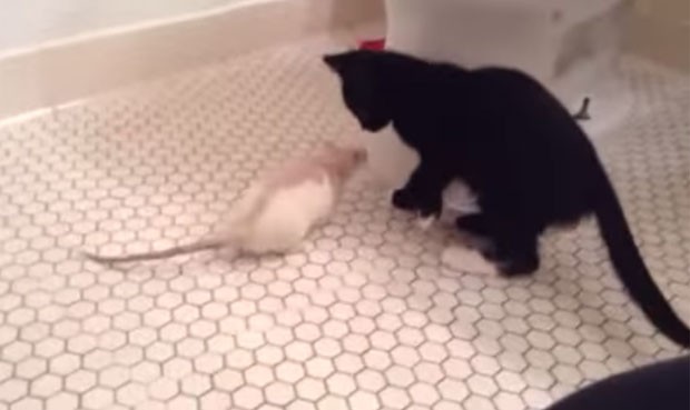 Rato Nazumi tenta se aproximar do gatinho, mas felino recua e foge (Foto: Reproduo/YouTube/Jessica Erickson)