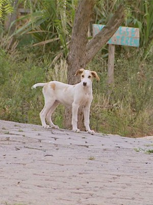 Suspeita é que pelo menos 100 animais tenham sido envenenados em Cabo Verde (MG). (Foto: Reprodução EPTV/Marcelo Rodrigues)