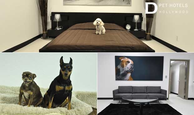 Fotos do hotel especializado em oferecer luxo a cachorros nos Estados Unidos (Foto: Reprodução)