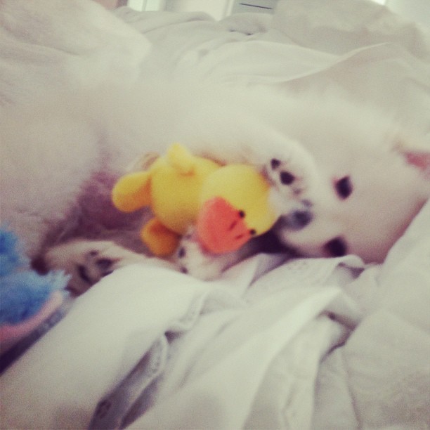 Bruninho, cachorro de Nicole (Foto: Reprodução/ Instagram)