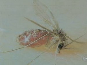 Mosquito é transmissor da leishmaniose (Foto: Reprodução TV Tem) Mosquito é transmissor da leishmaniose (Foto: Reprodução TV Tem)
