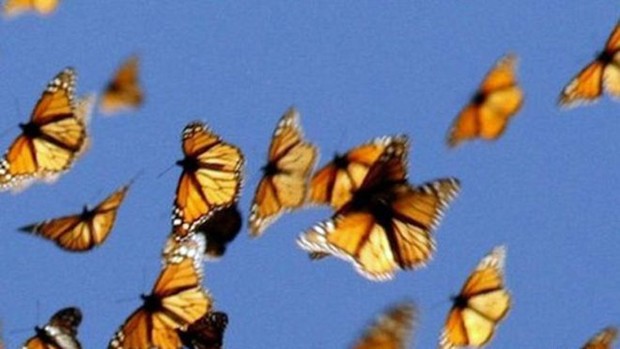 O Sol é a principal referência das borboletas durante a migração do Canadá ao México  (Foto: Monarch Watch)