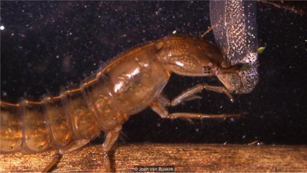 Um besouro d'água (Dytiscus sp.) ataca um girino (Foto: Josh van Buskirk)