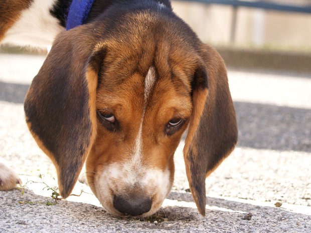 Instituto Royal utiliza cães da raça beagle em testes para a indústria farmacêutica (Foto: Divulgação )