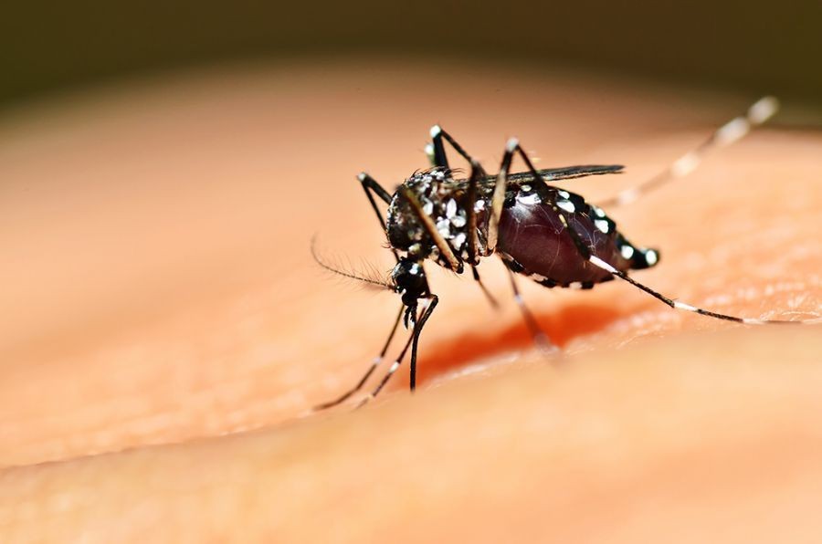 Mosquito Aedes aegypti transmite várias doenças (Foto: Divulgação)