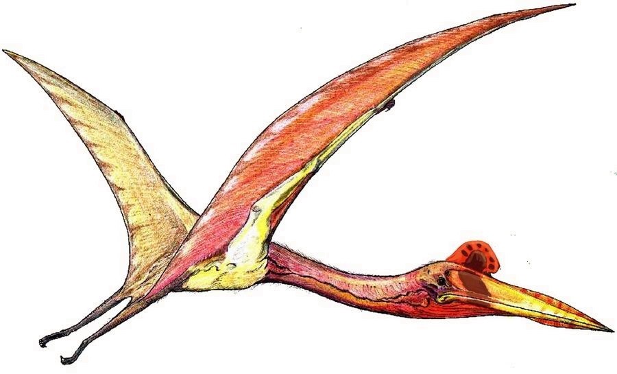 Pterodáctilo: Características e curiosidades