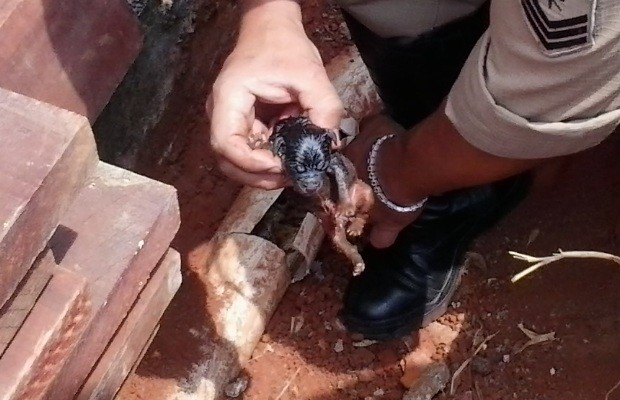 Filhote de cachorro fica preso em cano, em Goiânia (Foto: Divulgação/Corpo de Bombeiros)