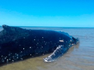 Baleia encalhou durante maré baixa em recife (Foto: Cristiano Martins/ Abrolhos Sub)