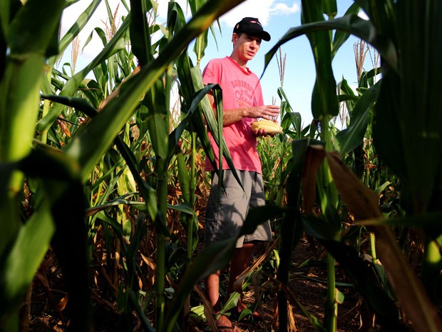 Produtor rural caminha por propriedade com plantação de milho em Brasília; homem calcula produzir 90 toneladas a menos neste ano por causa da estiagem (Foto: Pedro Ventura/Agência Brasília) Produtor rural caminha por propriedade com plantação de milho em Brasília; homem calcula produzir 90 toneladas a menos neste ano por causa da estiagem (Foto: Pedro Ventura/Agência Brasília)