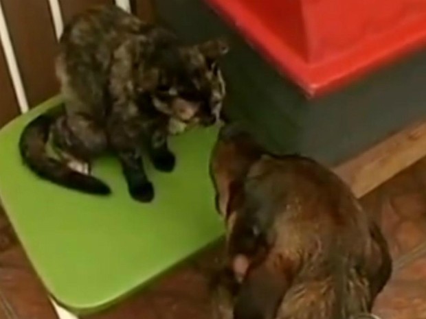 Cães e gatos convivem em harmonia na chácara onde pintinho foi adotado por felinas (Foto: Reprodução TV TEM)