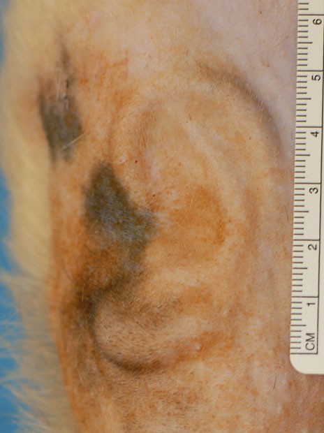 Orelha foi recriada em laboratório a partir de tecido animal (Foto: Massachusetts General Hospital/BBC)