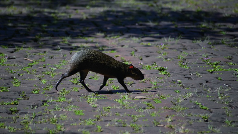 A paca é considerada um dos maiores roedores do Brasil, com comprimento que varia de 32 a 70 centímetros (Foto: Getty Images)