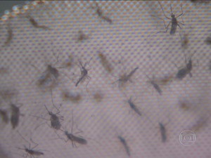 Aedes (Foto: rede globo)