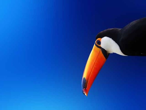 screenshot de Proteção de Tela: Bright Birds