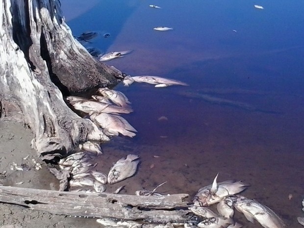 G1 Dezenas de peixes são encontrados mortos em represa de Rubinéia