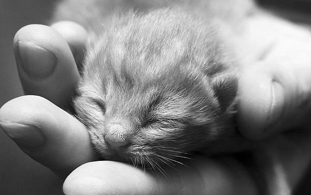 O filhote de gato cabe na palma da mão (Foto: Reprodução/onebigphoto.com)