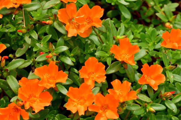 Portulaca is beautiful flower which is popular for summer flowerbed.Portulaca is especially well-suited for growing in containers on patios and decks, with its fleshy, succulent leaves, red stems, and colorful cactus-like flowers in shades of red, orange (Foto: Getty Images)