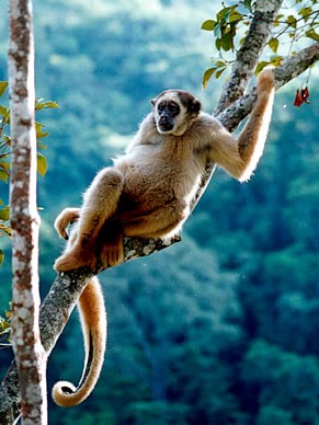 11 ideias de Sagui  primatas, macacos, animais da caatinga