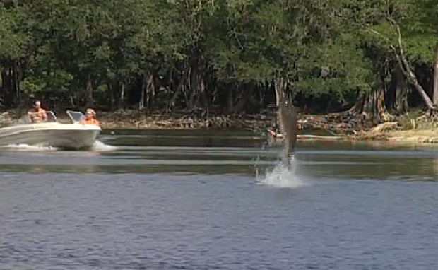 Adolescente estava em bote em rio na Flórida quando caso ocorreu (Foto: FWC Fish and Wildlife Research Institute)